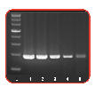 Hot-Start PCR