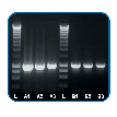 Category Routine PCR image