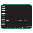 Category High-Fidelity PCR image