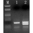 Category Direct PCR Kits image