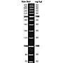 DNAmark 20bp DNA Ladder, 50µg
