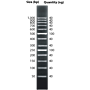 DNAmark 50bp Plus Ladder, 50µg