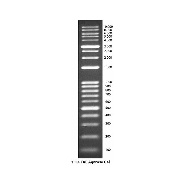 G Biosciences® DNA Ladders