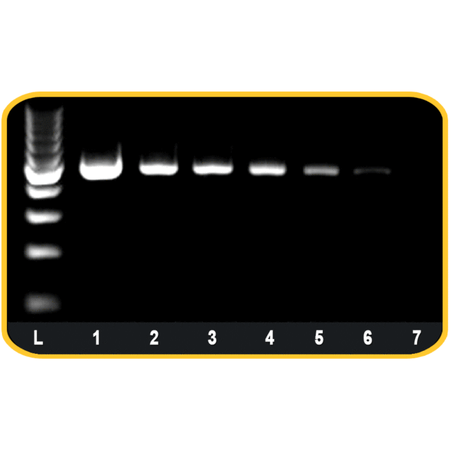 High Fidelity DNA Polymerase
