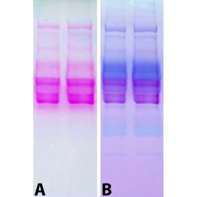 Glycoprotein Staining Kit