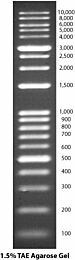 G Biosciences® DNA Ladders