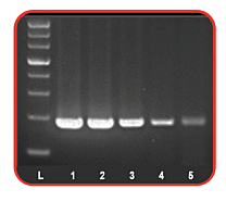 Hot Start Taq DNA Polymerase and Master Mix