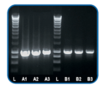 Taq DNA Polymerase and Master Mix