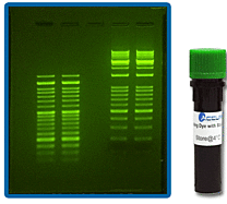 SmartGlow ™ SAFE Nucleic Acid Stain